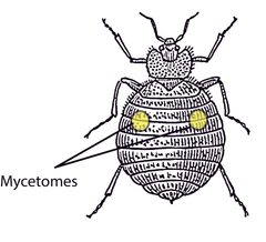 Mycetomes by Pearson Scott Foresman. Used under a CC0 license.