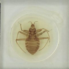Female Primicimex Specimen by Naturalis Biodiversity Center. Used under a CC0 license.