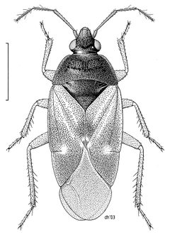 HEMI Anthocoridae Lyctocoris campestris by Desmond W. Helmore
. Used under a CC BY 4.0 license.
