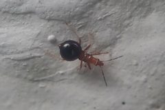 Loricula elegantula 212748293 by Dr. Guido Bohne. Used under a CC BY-SA 4.0 license.