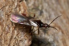 Loricula elegantula 8159880 by portioid. Used under a CC BY-SA 4.0 license.