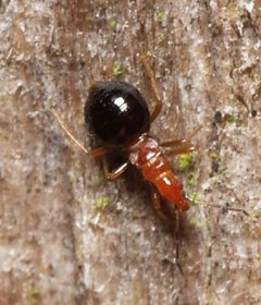 Loricula elegantula 8159893 by portioid. Used under a CC BY-SA 4.0 license.