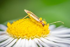 Campyloneura virgula-pjt by Pjt56. Used under a CC BY 4.0 license.