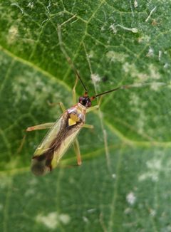 Campyloneura virgula 140613089 by Victor Heng. Used under a CC0 license.