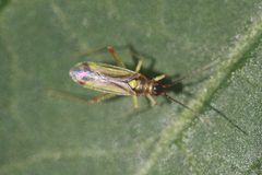Campyloneura virgula 140871839 by Michel Langeveld. Used under a CC BY-SA 4.0 license.