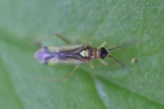 Campyloneura virgula 142299901 by Michel Langeveld. Used under a CC BY-SA 4.0 license.