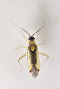 Campyloneura virgula 142866426 by Victor Heng. Used under a CC0 license.