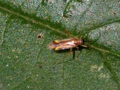 Campyloneura virgula 149399723 by Michel Langeveld. Used under a CC BY-SA 4.0 license.