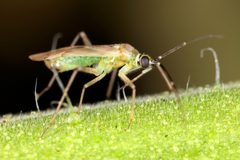 Engytatus modestus Side View by Sanjay Acharya. Used under a CC BY-SA 4.0 license.