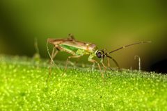 Engytatus modestus close up by Sanjay Acharya. Used under a CC BY-SA 4.0 license.