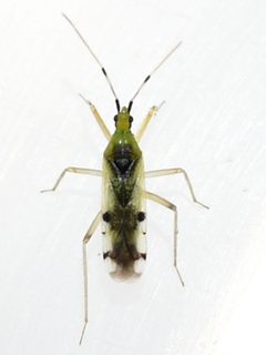 Macrolophus brevicornis by Ilona Loser. Used under a CC BY-SA 3.0 license.