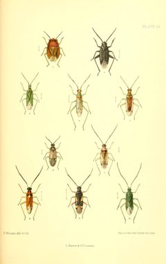 SaundersHemipteraHeteropteraBritishIslesPlate25 by Edward Saunders. Used under a Public domain license.