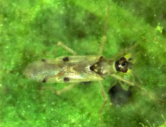 Tupiocoris notatus adult by Christoph Brütting. Used under a CC BY 3.0 license.