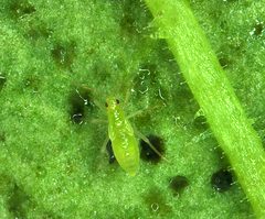 Tupiocoris notatus nymph by Christoph Brütting. Used under a CC BY 3.0 license.