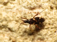 Mirid Plant Bug - Flickr - treegrow by Katja Schulz from Washington, D. C., USA. Used under a CC BY 2.0 license.