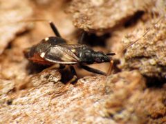 Tiny Mirid Bug - Flickr - treegrow by Katja Schulz from Washington, D. C., USA. Used under a CC BY 2.0 license.
