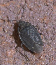 Peritropis saldaeformis P1660052a by 
xpda. Used under a CC BY-SA 4.0 license.