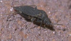 Peritropis saldaeformis P1660053a by 
xpda. Used under a CC BY-SA 4.0 license.