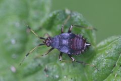 Deraeocoris ruber 140455649 by Michel Langeveld. Used under a CC BY-SA 4.0 license.