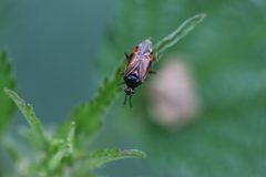 Deraeocoris ruber 150088401 by Michel Langeveld. Used under a CC BY-SA 4.0 license.