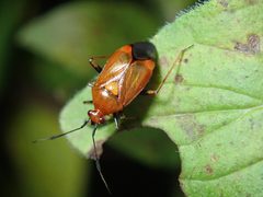 Deraeocoris ruber 60478805 by Edward Bell. Used under a CC BY 4.0 license.