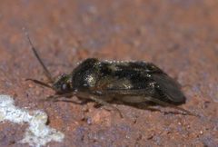 Eurychilopterella luridula P1540137a by 
xpda. Used under a CC BY-SA 4.0 license.