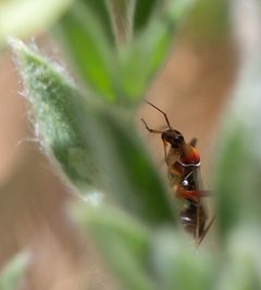 Closterocoris amoenus by Kai Medina (mk170101). Used under a CC BY 4.0 license.