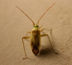 Adelphocoris lineolatus by Cody Hough. Used under a CC BY-SA 3.0 license.
