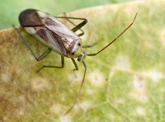 Adelphocoris lineolatus01 by wikipedia. Used under a Attribution license.