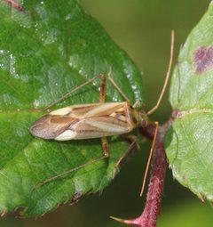 Adelphocoris lineolatus 91849320 by Valentin Hamon. Used under a CC BY-SA 4.0 license.
