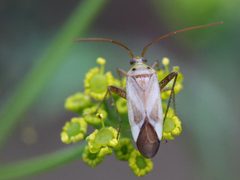 Adelphocoris lineolatus Enka by Alciphron-Enka. Used under a CC BY-SA 4.0 license.