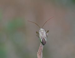 Adelphocoris lineolatus Forst Jungfernheide by Rainer Altenkamp, Berlin. Used under a CC BY-SA 3.0 license.