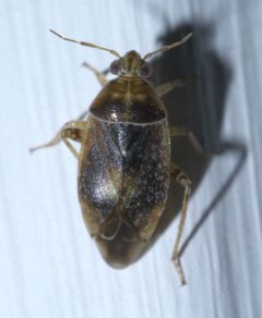 Agnocoris P1650513a by 
xpda. Used under a CC BY-SA 4.0 license.