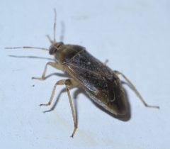 Agnocoris P1650514a by 
xpda. Used under a CC BY-SA 4.0 license.