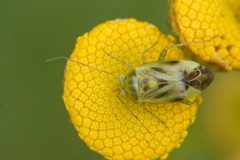 Apolygus.lucorum.-.lindsey by James K. Lindsey. Used under a CC BY-SA 3.0 license.