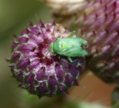 Apolygus lucorum-spinolae - Flickr - S. Rae by S. Rae from Scotland, UK. Used under a CC BY 2.0 license.