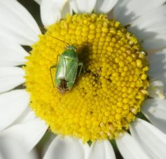 Apolygus lucorum - Flickr - S. Rae by S. Rae from Scotland, UK. Used under a CC BY 2.0 license.