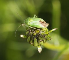 Apolygus lucorum 2 by Sandy Rae. Used under a CC BY-SA 4.0 license.