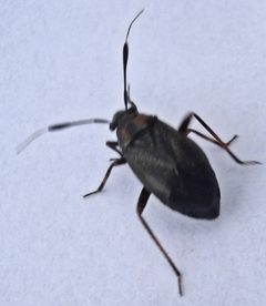 Capsus ater by Mick Talbot. Used under a CC BY 2.0 license.