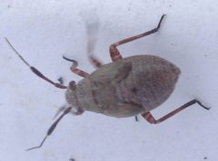 Capsus ater 1 by Mick Talbot. Used under a CC BY 2.0 license.
