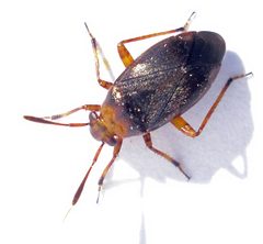 Capsus ater 2 by Mick Talbot. Used under a CC BY 2.0 license.