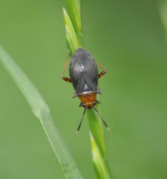 Capsus ater Barton Waterside by Zakhx150. Used under a CC BY-SA 4.0 license.