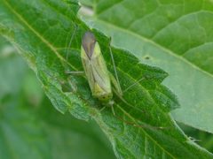 Adelphocoris quadripunctatus Riga by AfroBrazilian. Used under a CC BY-SA 3.0 license.