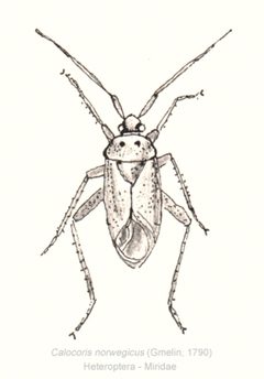 Calocoris-norwegicus-hetero by Halvard : from Norway.. Used under a CC BY-SA 3.0 license.