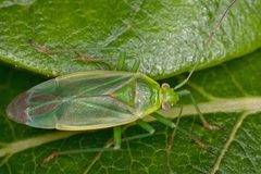 Lygocoris rugicollis 05 by Tuomo Vainio. Used under a Copyrighted free use license.