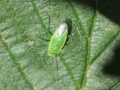 Lygocoris rugicollis 89603075 by Emanuele Santarelli. Used under a CC BY-SA 4.0 license.