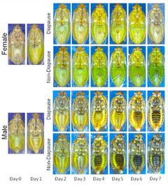Representative-color-changes-occurring-in-diapausing-and-non-diapausing-female-and-male-Lygus-hesperus-as-they-age-start by Colin S. Brent. Used under a CC BY 2.5 license.