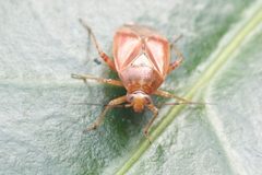 Lygus punctatus 56450478 by Andra Waagmeester. Used under a CC0 license.