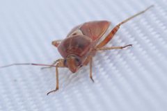 Lygus punctatus 56450484 by Andra Waagmeester. Used under a CC0 license.