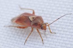 Lygus punctatus 56450565 by Andra Waagmeester. Used under a CC0 license.